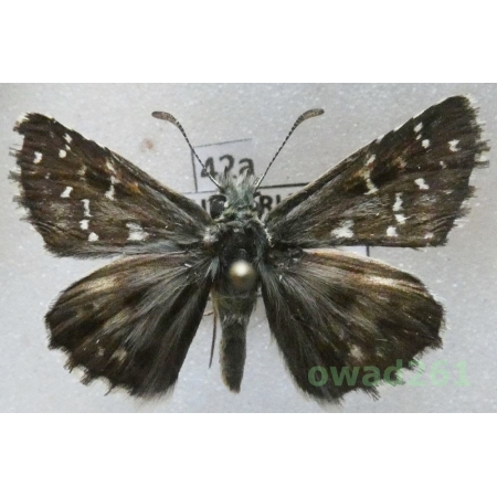 Pyrgus alveus Hübner, 1803 Bulgaria42a